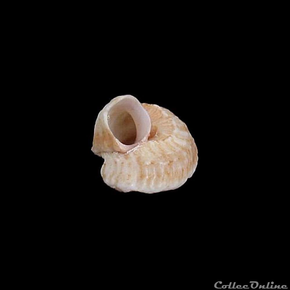 Vermetidae - Vermetus triquetrus (Bivona-Bernardi, 1832) coquillage fossile gastropodum vermetidae vermetus triquetrus bivona bernardi 1832
