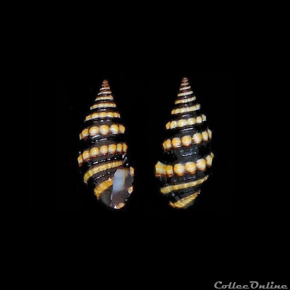 Pseudomelatomidae - Pilsbryspira albocincta (Adams, 1845) coquillages fossiles gastropoda pseudomelatomidae pilsbryspira albocincta adams 1845