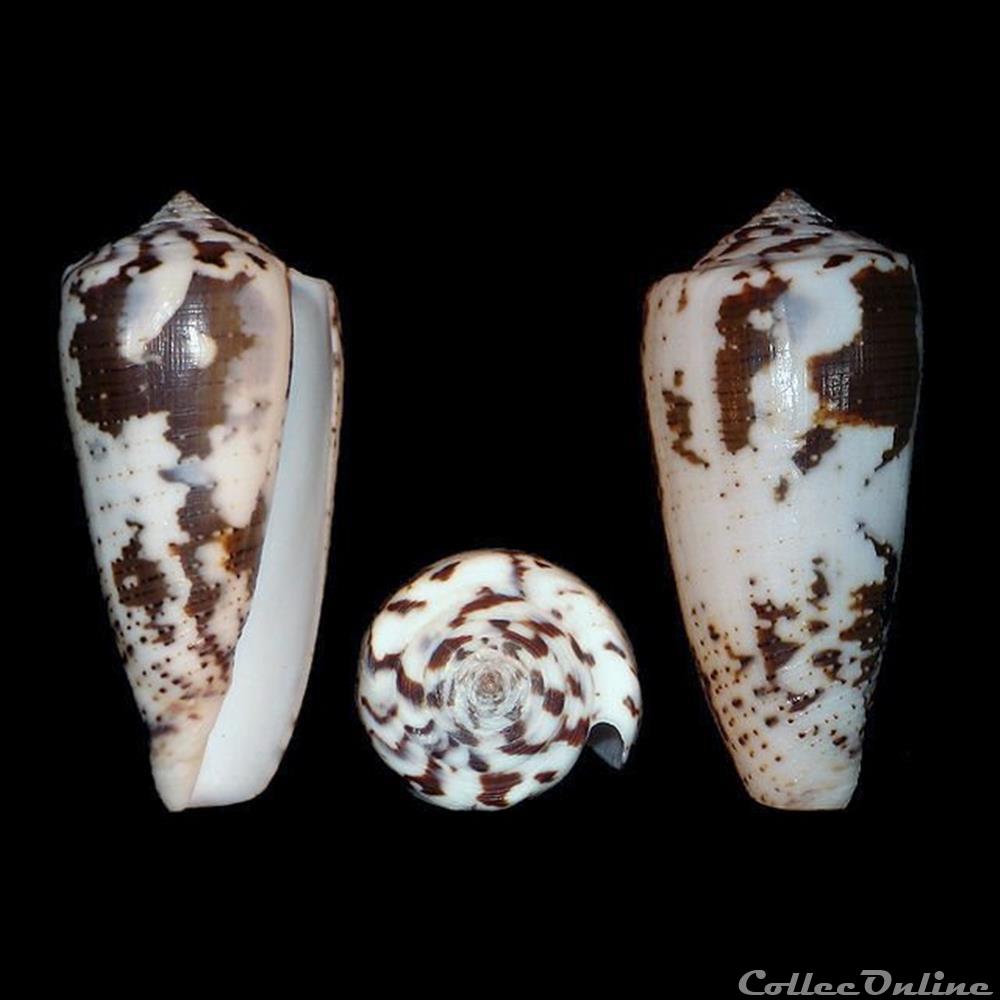 Pionoconus frauenfeldi (Crosse 1865) coquillages fossiles gastropoda pionoconus frauenfeldi crosse 1865