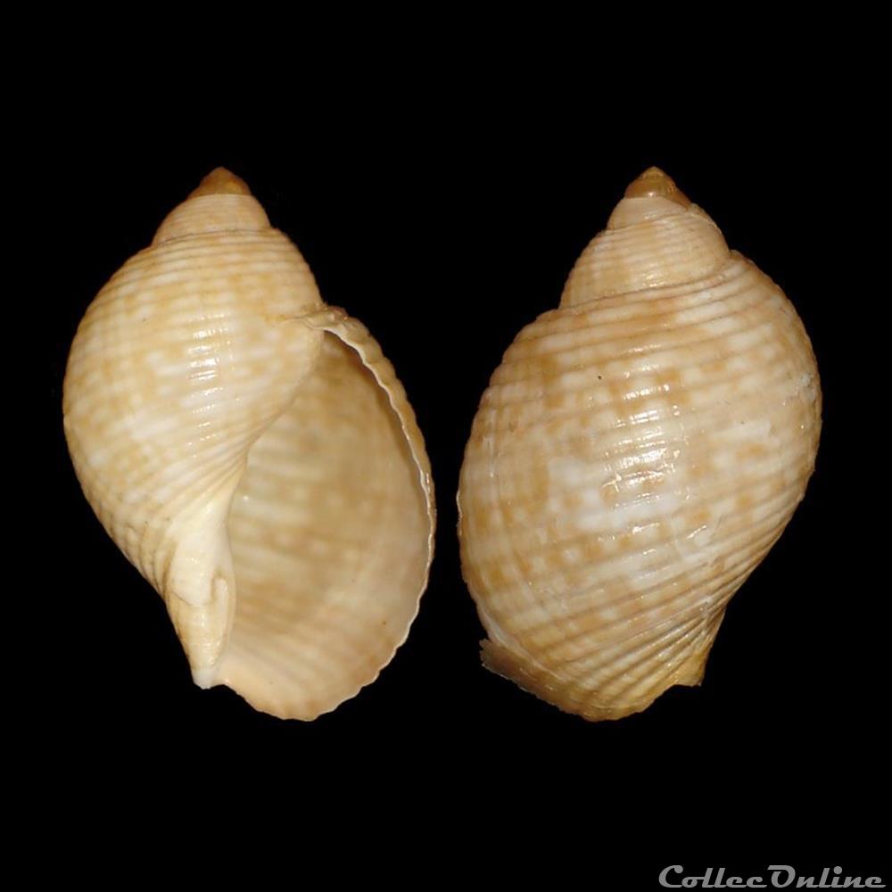 Tonnidae - Tonna pennata (Mörch, 1853) coquillages fossiles gastropoda tonnidae tonna pennata morch 1853