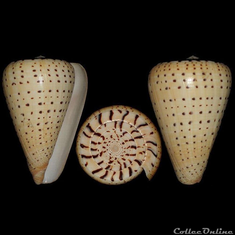 Dendroconus betulinus (Linné, 1758) coquillages fossiles gastropoda dendroconus betulinus linne 1758