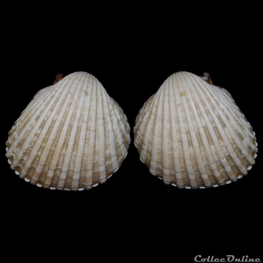 coquillages fossiles bivalvia cardiidae acanthocardia tuberculata linne 1758