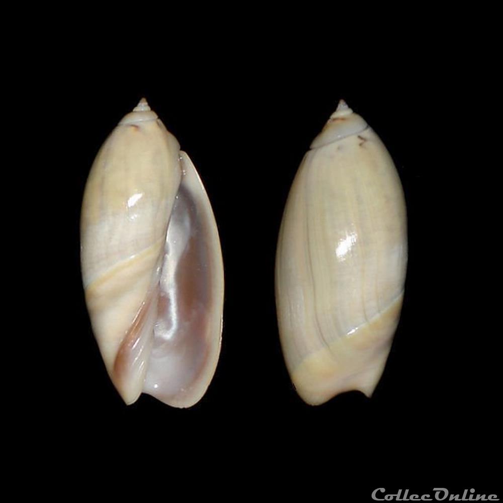 Olividae - Agaronia razetoi (Terzer, 1992) coquillages fossiles gastropoda olividae agaronia razetoi terzer 1992