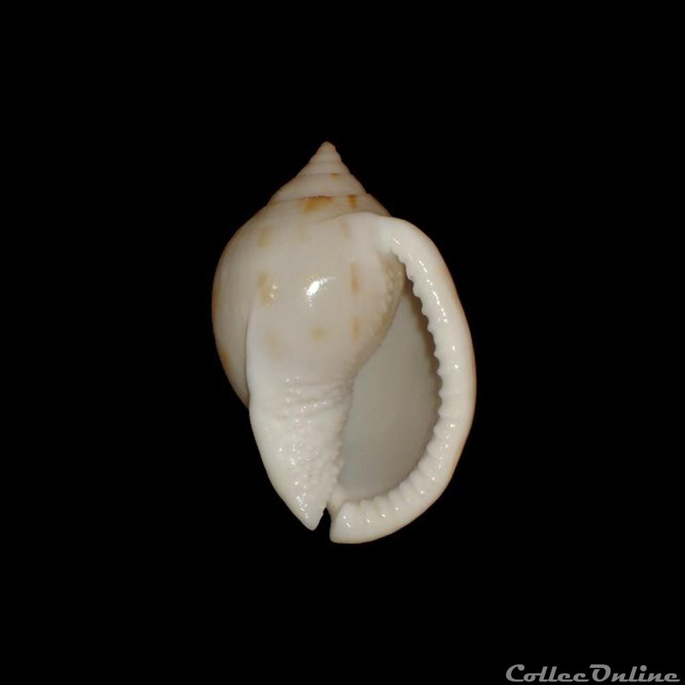 Cassidae - Semicassis granulata (Born, 1778) coquillages fossiles gastropoda cassidae semicassis granulata born 1778