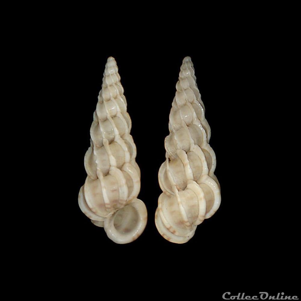 Epitoniidae - Epitonium clathrus (Linné, 1758) coquillages fossiles gastropoda epitoniidae epitonium clathrus linne 1758