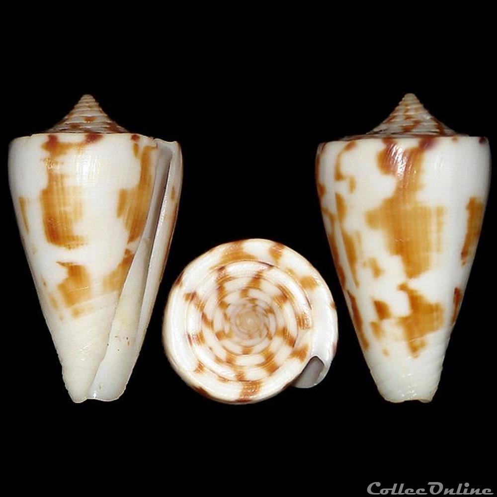 coquillages fossiles gastropoda lividoconus eximius reeve 1849