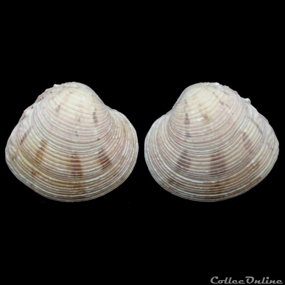 Veneridae - Venus crebrisulca (Lamarck, 1818) coquillages fossiles bivalvia veneridae venus crebrisulca lamarck 1818