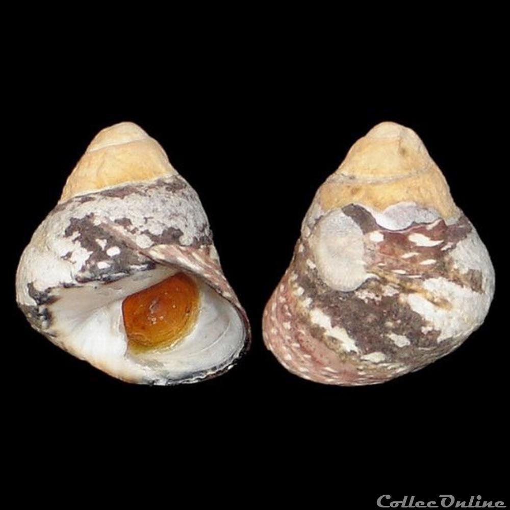Trochidae - Phorcus punctulatus (Lamarck, 1822) coquillages fossiles gastropoda trochidae phorcus punctulatus lamarck 1822