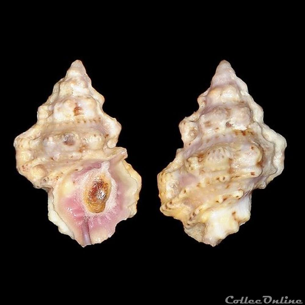 Bursidae - Bursa rhodostoma thomae (d'Orbigny, 1847) coquillages fossiles gastropoda bursidae bursa rhodostoma thomae d orbigny 1847