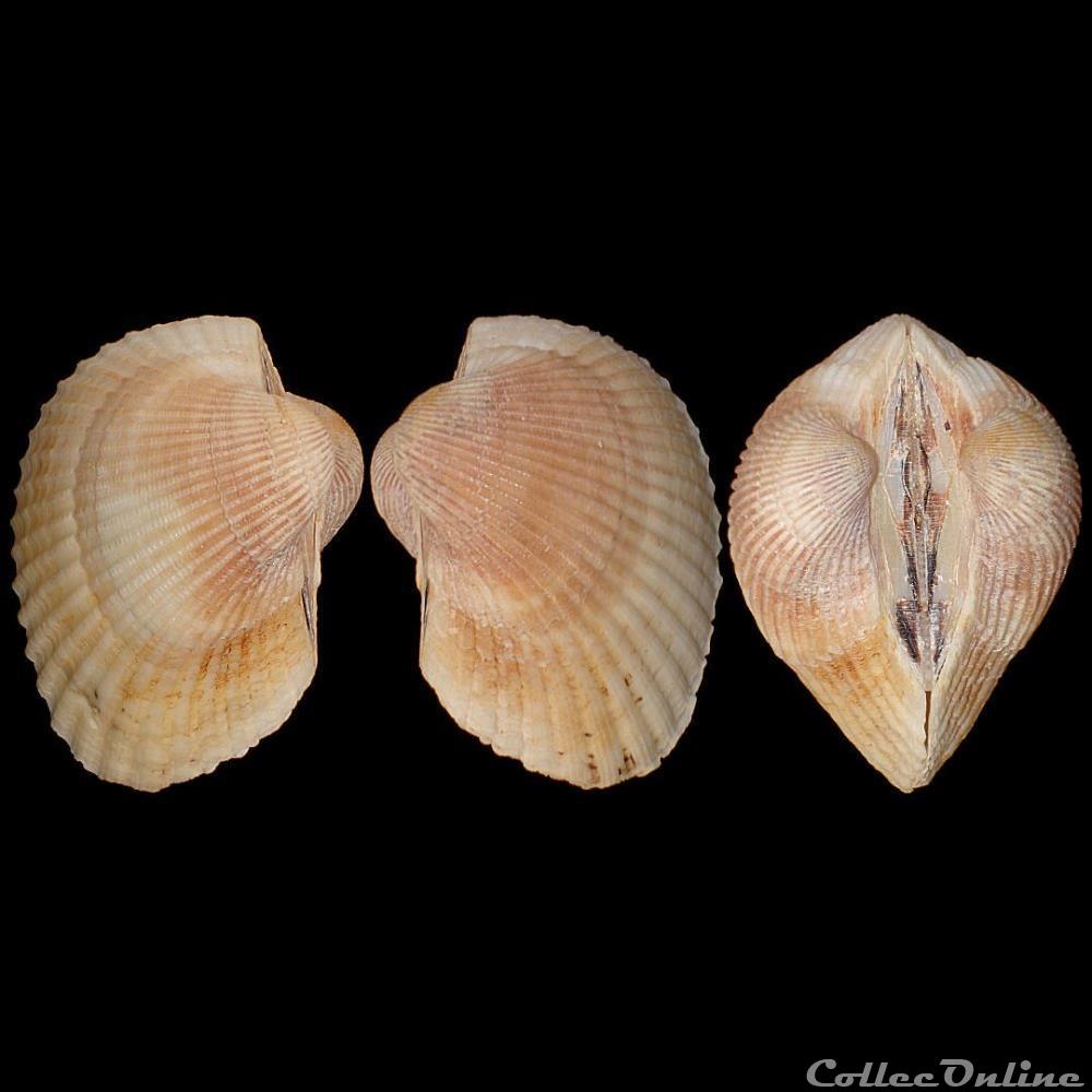 coquillages fossiles bivalvia arcidae lunarca ovalis bruguiere 1789