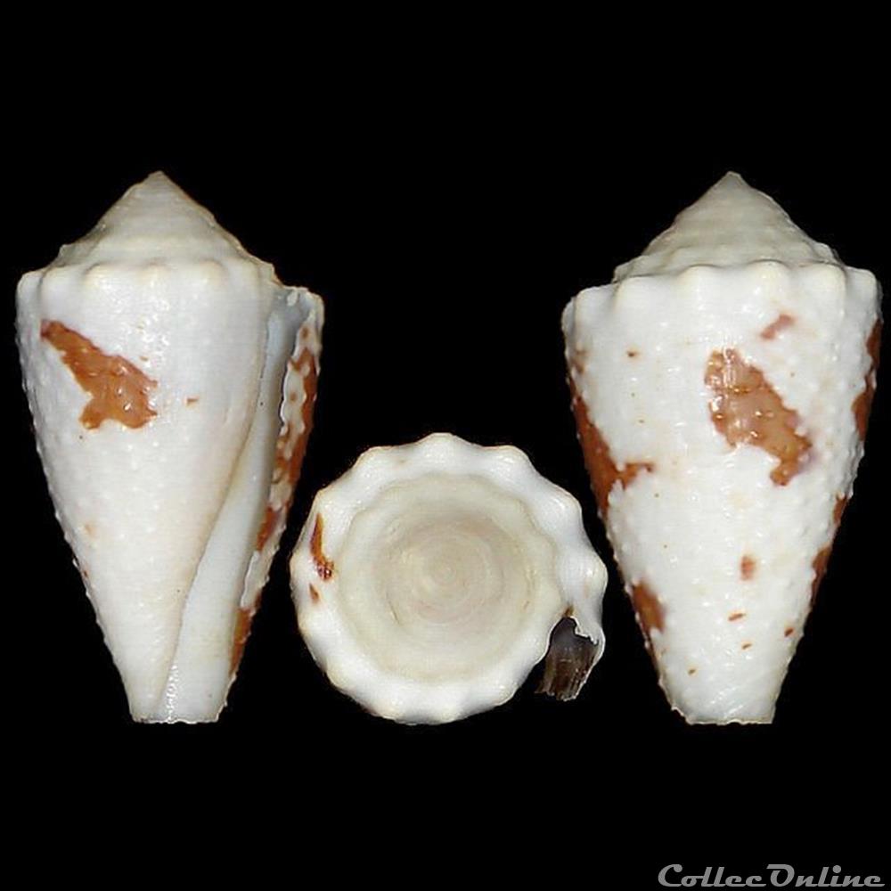 Conidae - Stephanoconus regius (Gmelin, 1791) coquillages fossiles gastropoda conidae stephanoconus regius gmelin 1791