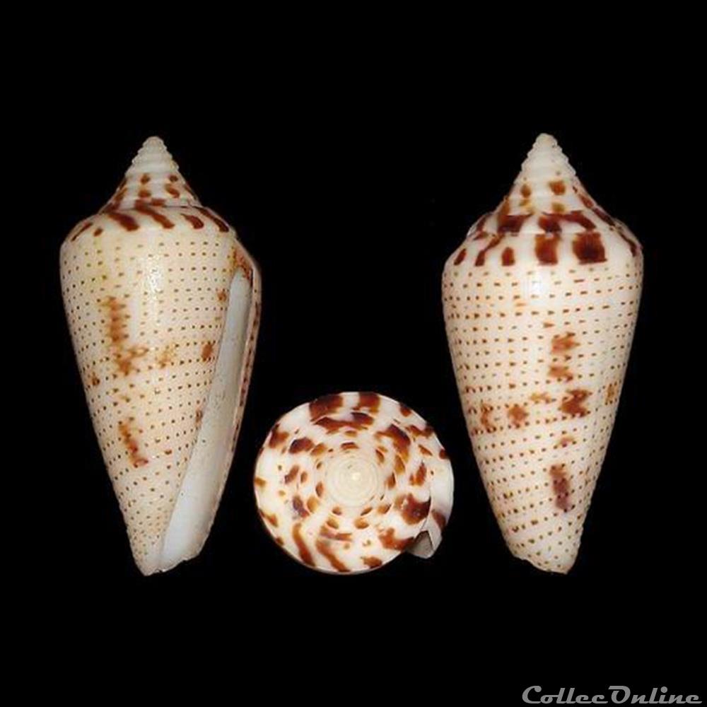 Ximeniconus (Ximeniconus) mahogani (Reeve, 1843) coquillages fossiles gastropoda ximeniconus ximeniconus mahogani reeve 1843