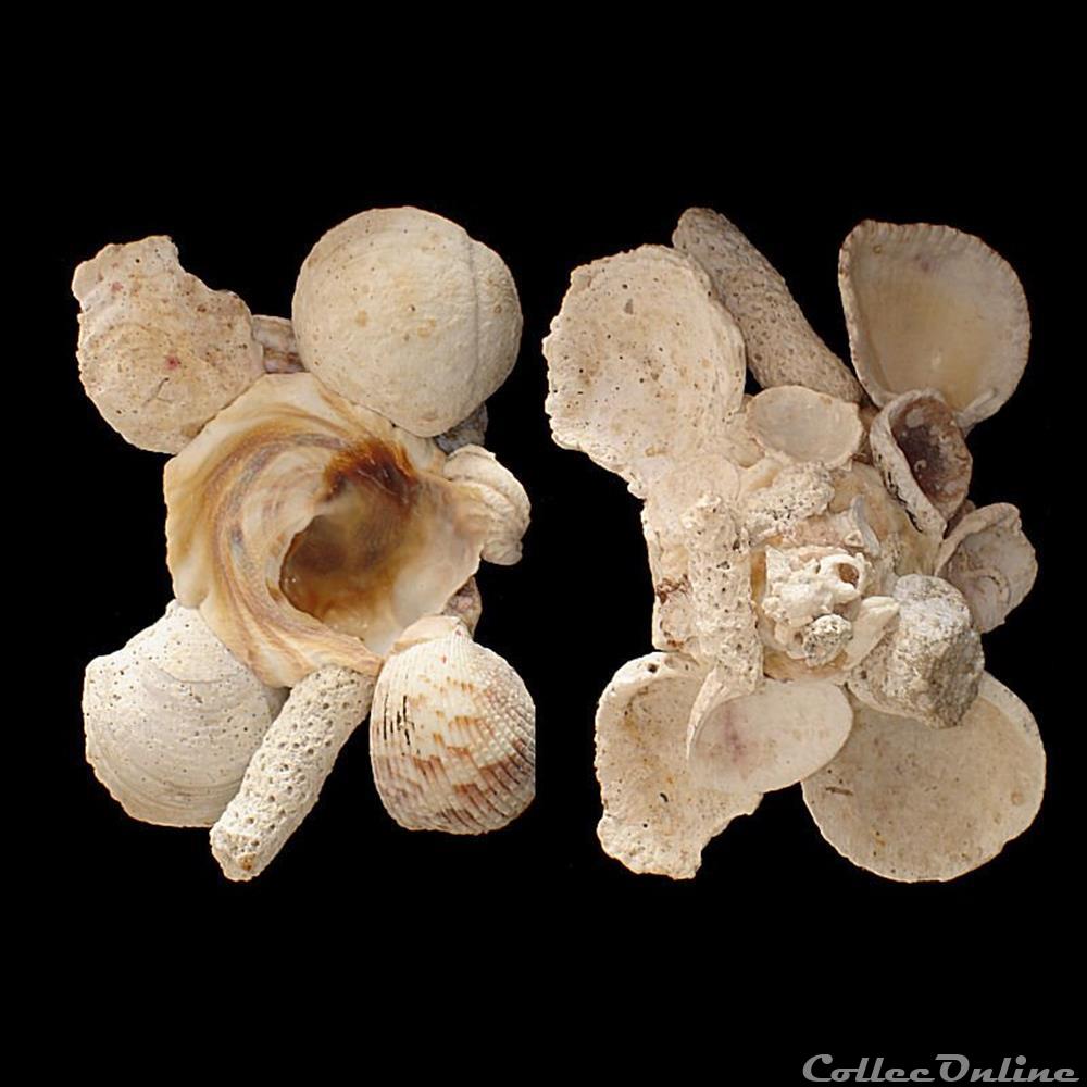 Xenophoridae - Xenophora conchyliophora (Born, 1780) coquillages fossiles gastropoda xenophoridae xenophora conchyliophora born 1780