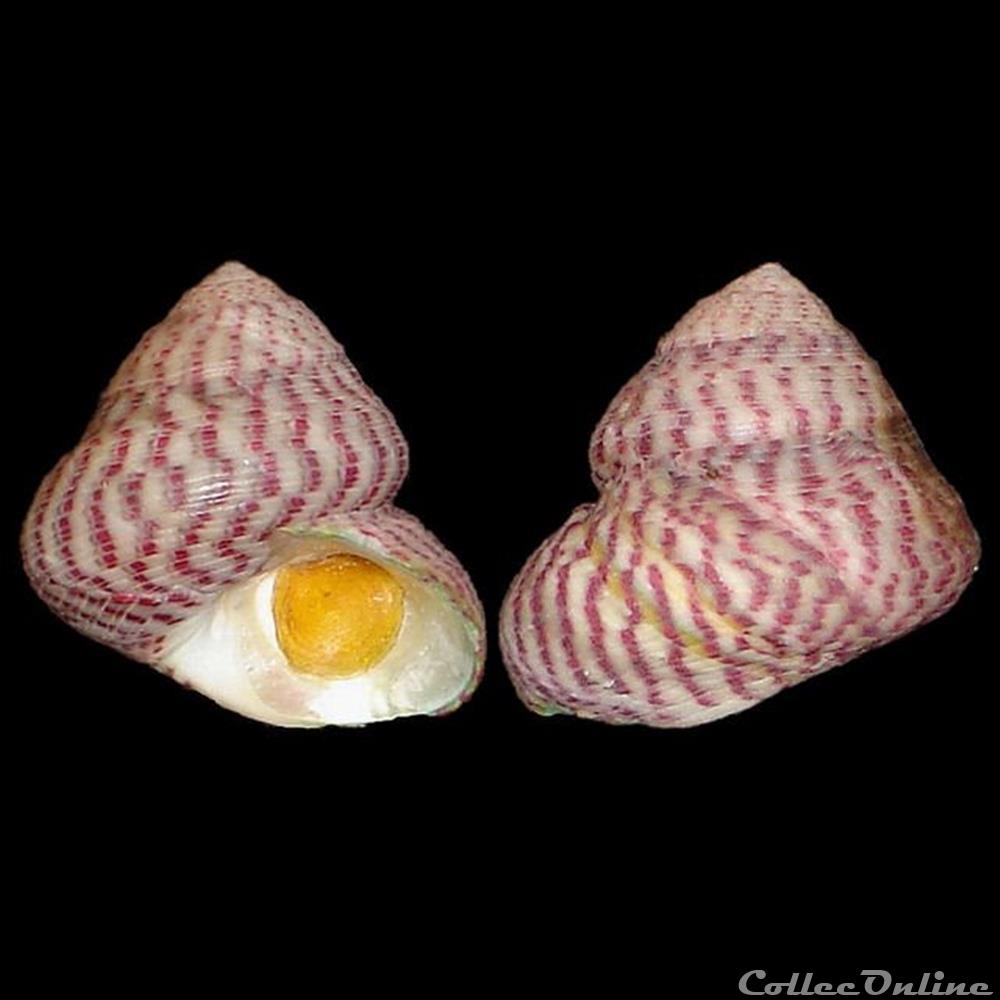 Trochidae - Steromphala divaricata (Linnaeus, 1758) coquillages fossiles gastropoda trochidae steromphala divaricata linnaeus 1758