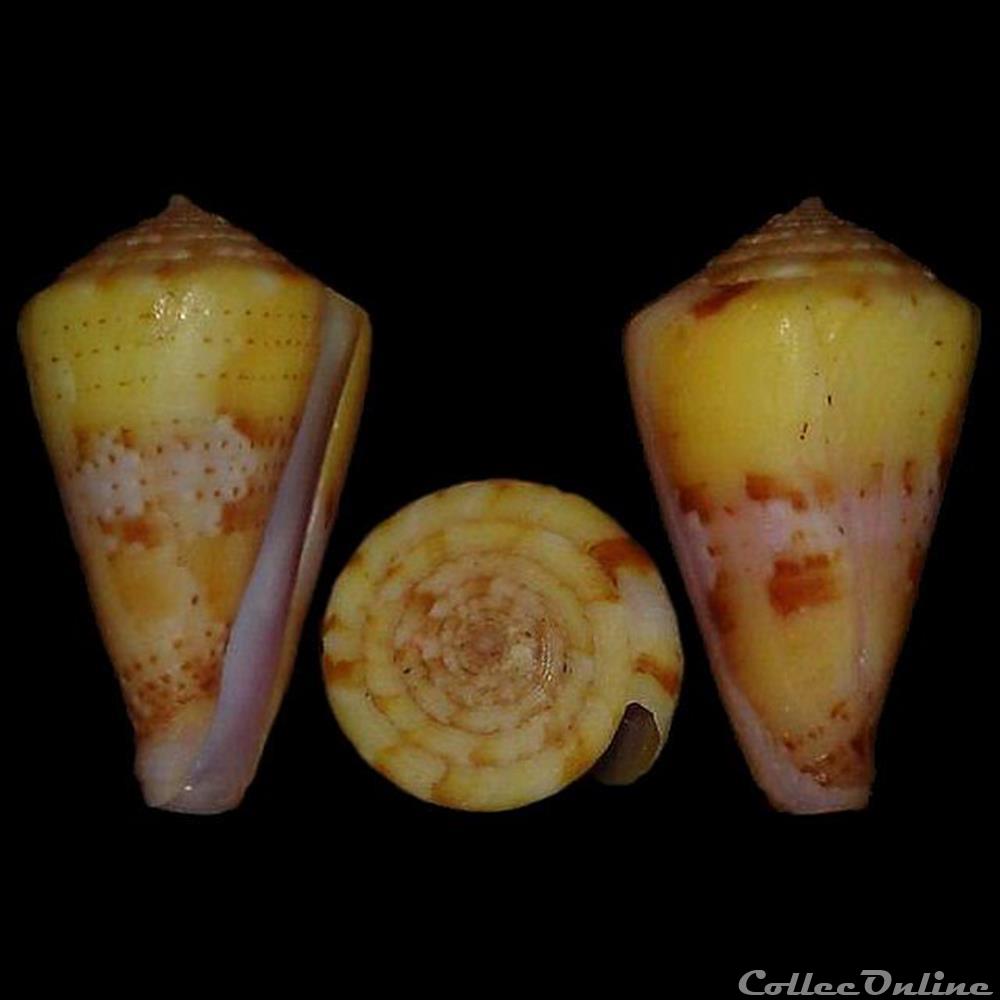 coquillages fossiles gastropoda boucheticonus dayriti rockel da motta 1983