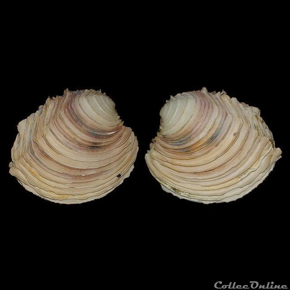 Veneridae - Circomphalus foliaceolamellosus (Dilwyn, 1817) coquillages fossiles bivalvia veneridae circomphalus foliaceolamellosus dilwyn 1817
