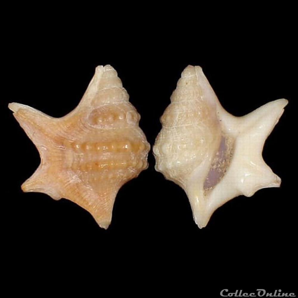 coquillages fossiles gastropoda aporrhaidae aporrhais senegalensis gray 1838