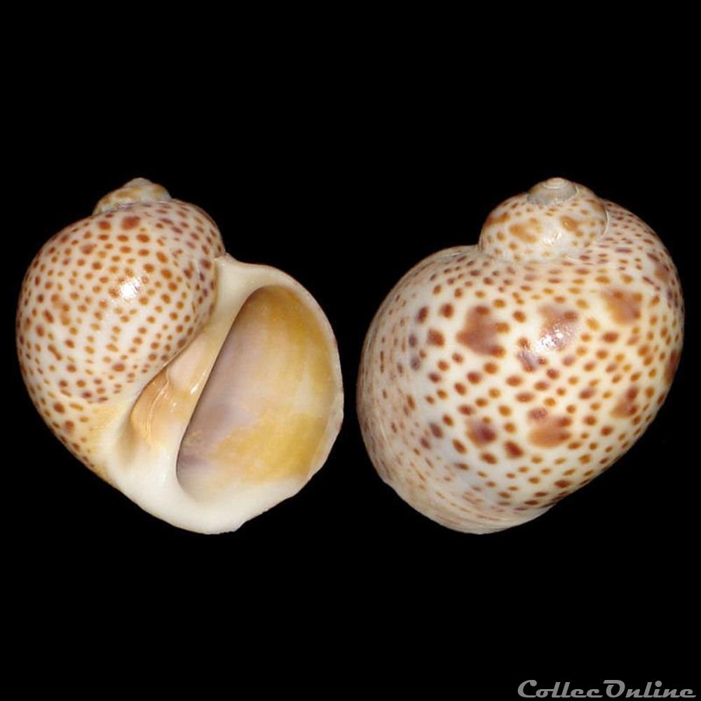 Naticidae - Natica multipunctata (Blainville, 1825) coquillages fossiles gastropoda naticidae natica multipunctata blainville 1825