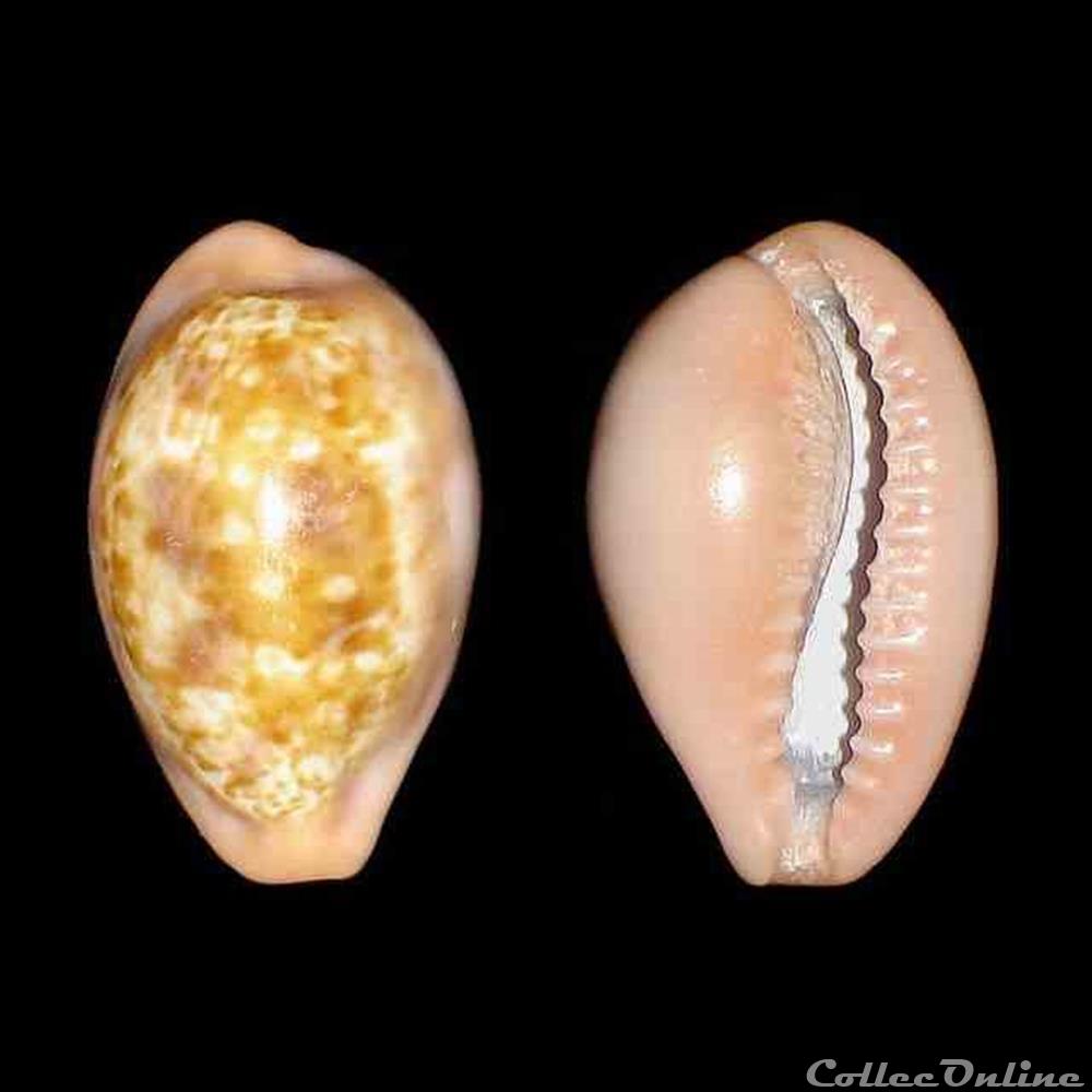 Cypraeidae - Zonaria petitiana (Crosse, 1872) coquillages fossiles gastropoda cypraeidae zonaria petitiana crosse 1872