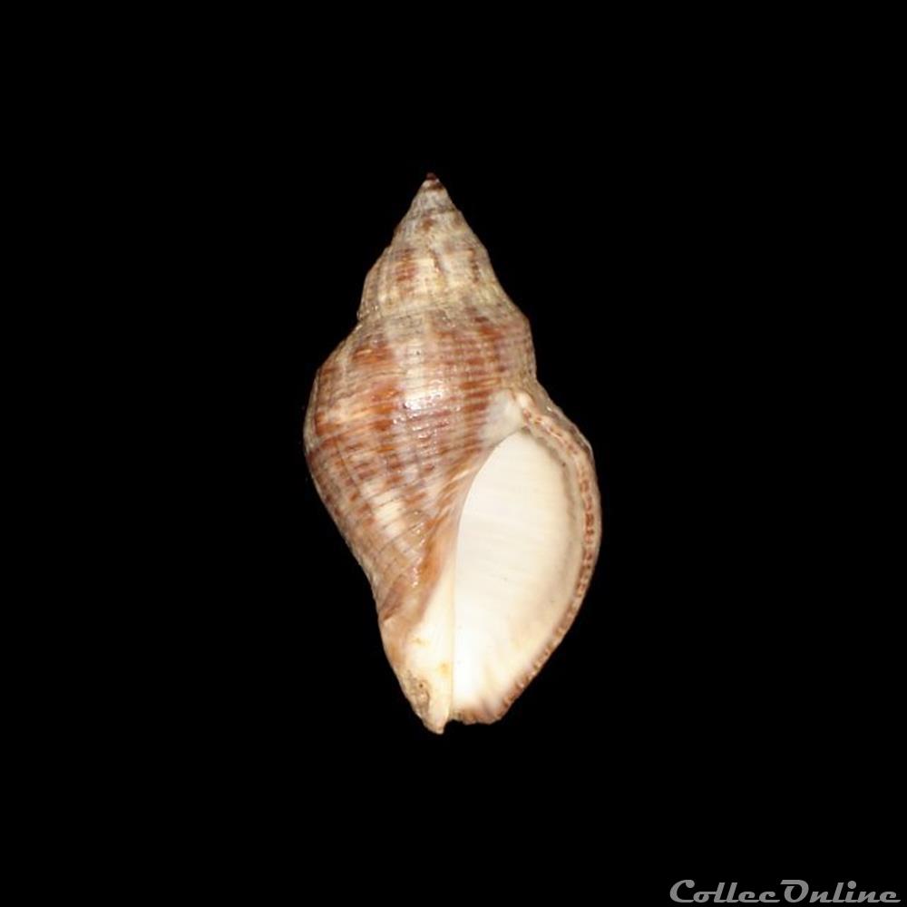 Muricidae - Stramonita canaliculata (Gray, 1839) coquillages fossiles gastropoda muricidae stramonita canaliculata gray 1839
