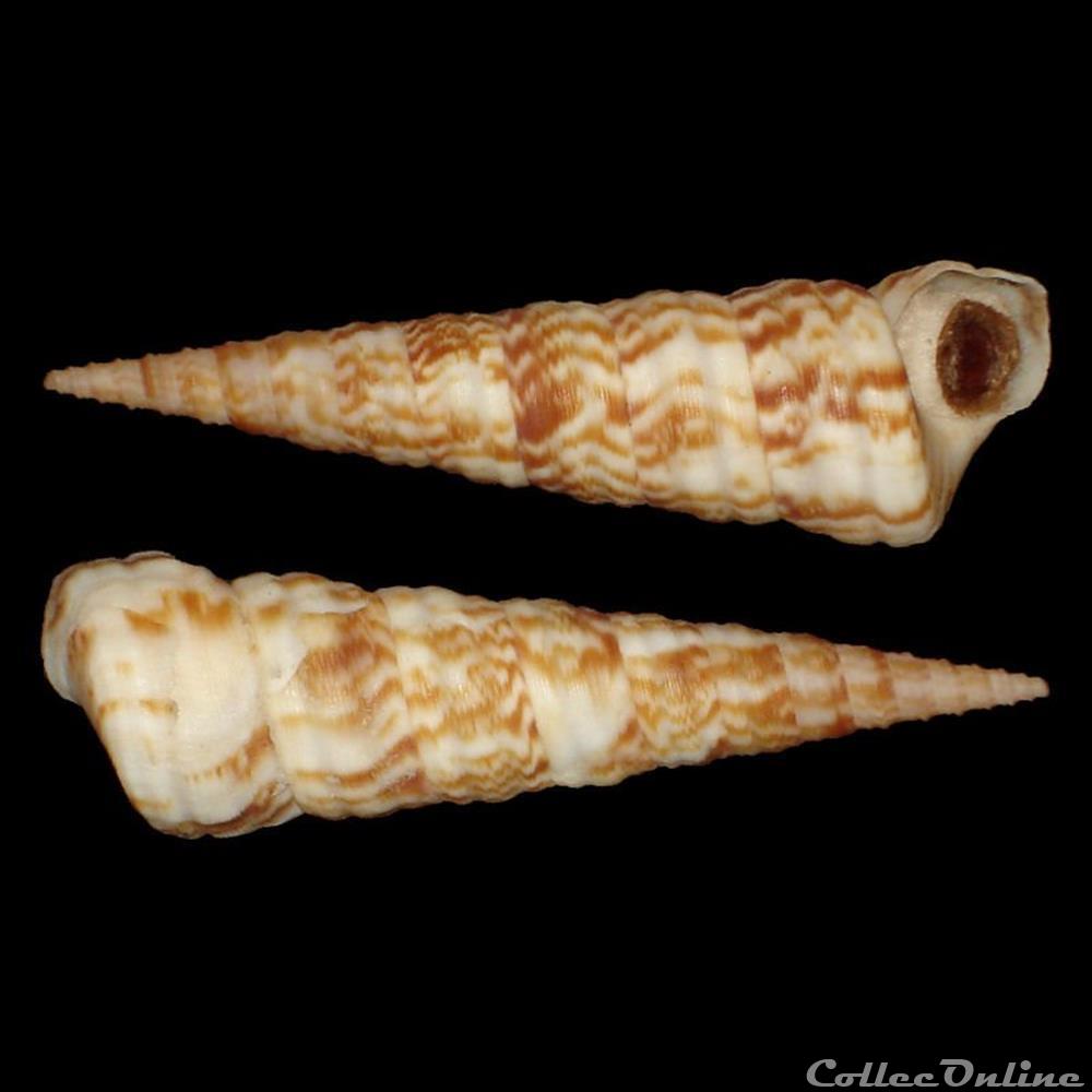 Turritellidae - Turritella turbona (Monterosato, 1877) coquillages fossiles gastropoda turritellidae turritella turbona monterosato 1877