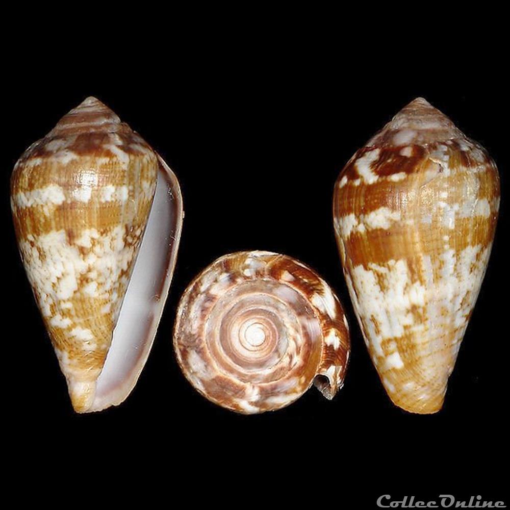 Lautoconus (Lautoconus) guinaicus (Hwass in Bruguière, 1792) coquillages fossiles gastropoda lautoconus lautoconus guinaicus hwass in bruguiere 1792