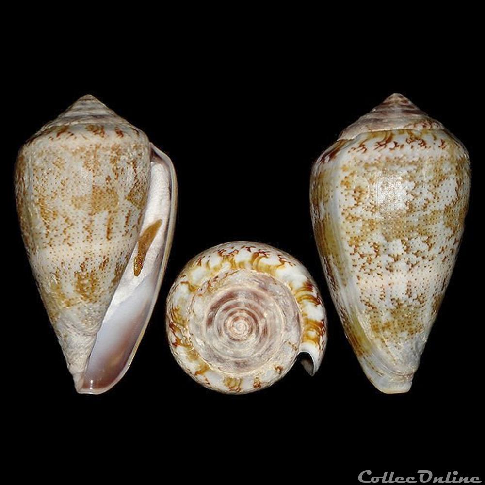 Conidae - Lautoconus (Lautoconus) ventricosus (Gmelin, 1791) coquillage fossile gastropodum conidae lautoconus lautoconus ventricosus gmelin 1791