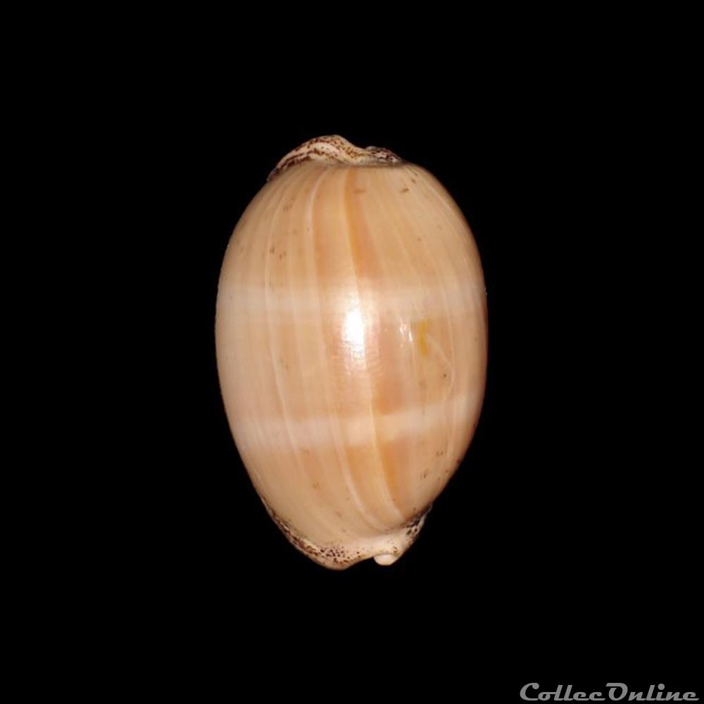 coquillages fossiles gastropoda cypraeidae luria cinerea gmelin 1791