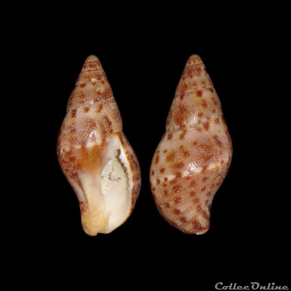 Pisaniidae - Pisania pusio (Linné, 1758) coquillages fossiles gastropoda pisaniidae pisania pusio linne 1758