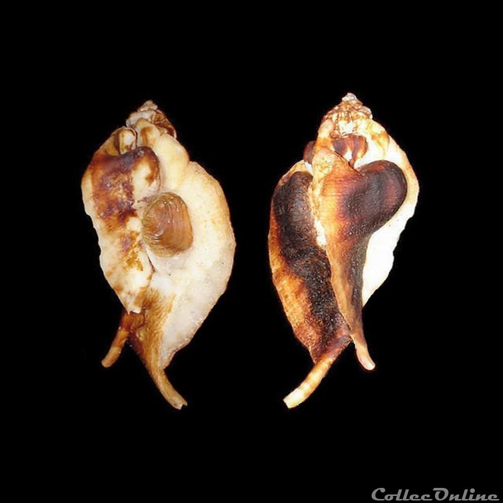 coquillages fossiles gastropoda muricidae jaton decussatus gmelin 1791
