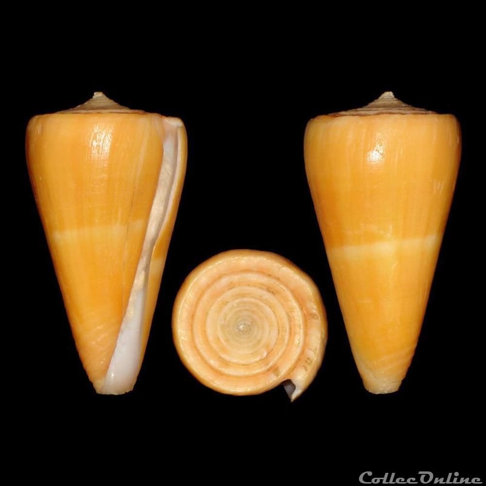 Conidae - Dauciconus (Dauciconus) daucus (Hwass in Bruguière, 1792) coquillages fossiles gastropoda conidae dauciconus dauciconus daucus hwass in bruguiere 1792