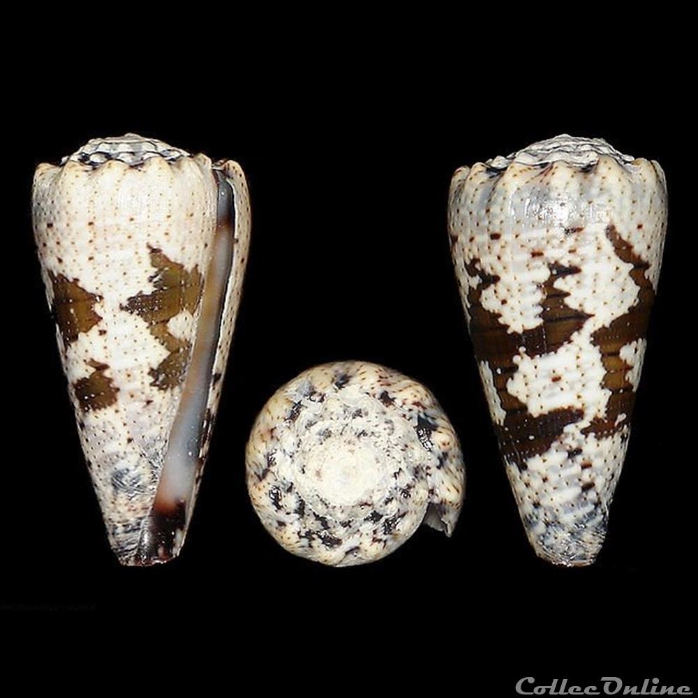 Rhombiconus fuscatus (Born, 1778) coquillages fossiles gastropoda rhombiconus fuscatus born 1778