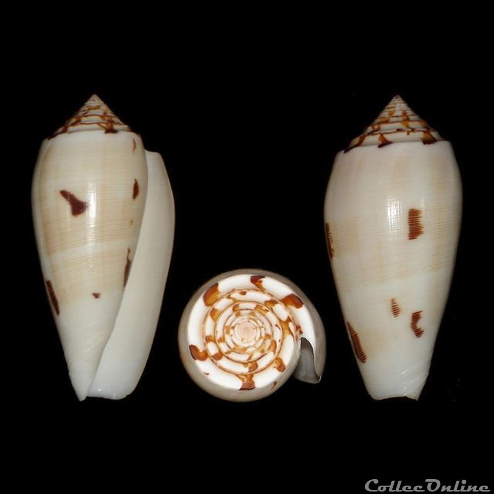 Pionoconus floridus (Sowerby II, 1858) coquillages fossiles gastropoda pionoconus floridus sowerby ii 1858