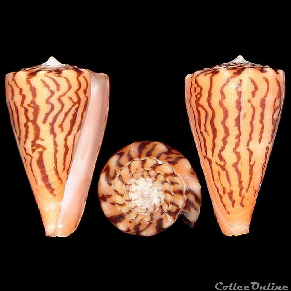 coquillages fossiles gastropoda ductoconus ductoconus princeps linne 1758