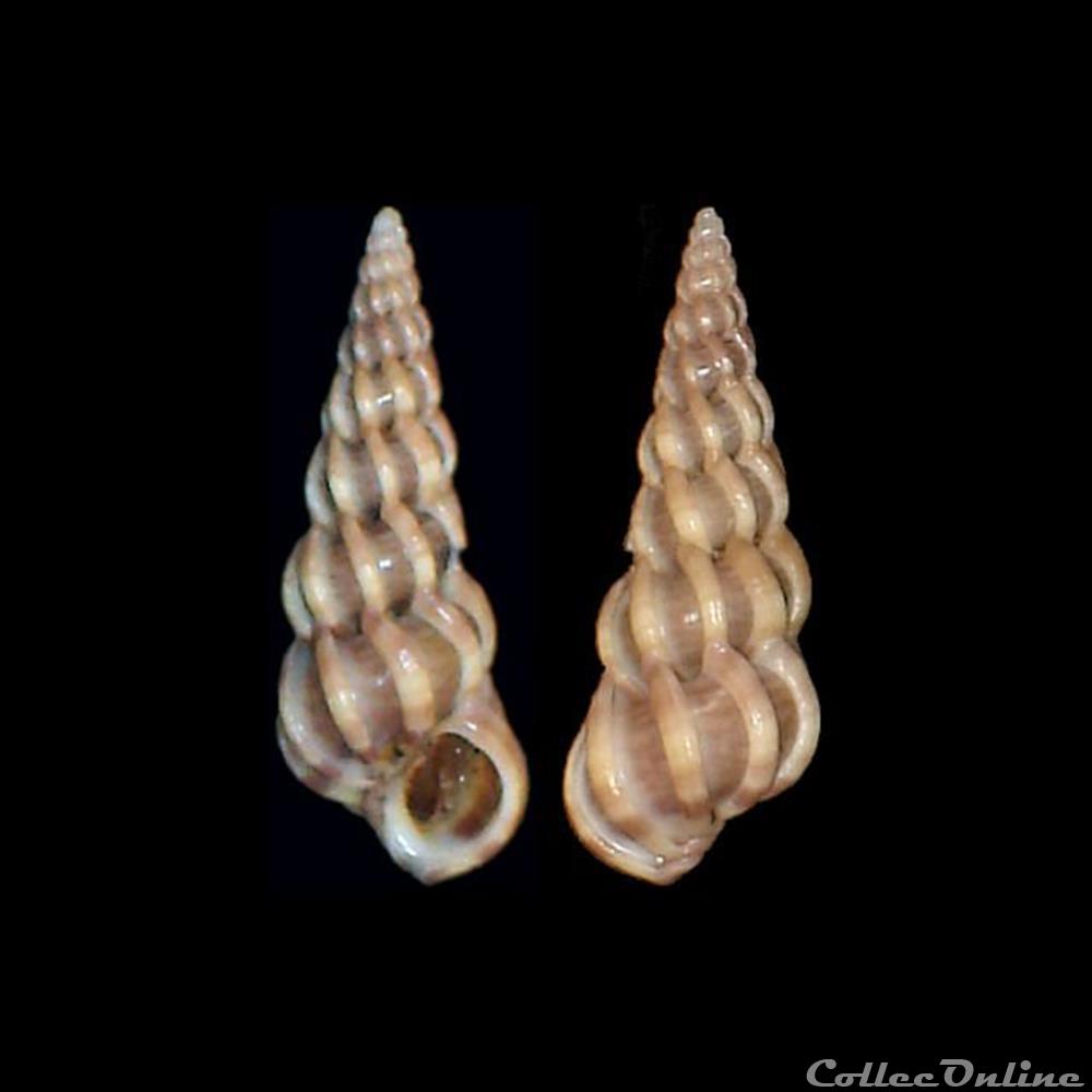 coquillages fossiles gastropoda epitoniidae epitonium clathrus linne 1758