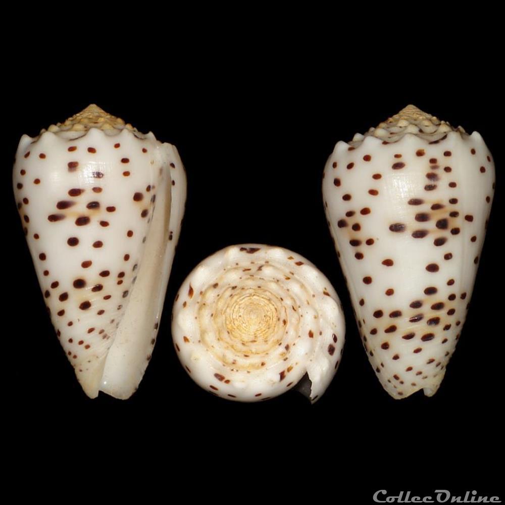 coquillages fossiles gastropoda puncticulis pulicarius hwass in bruguiere 1792