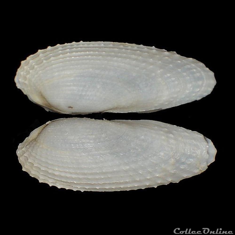 coquillages fossiles bivalvia pholadidae barnea candida linne 1758