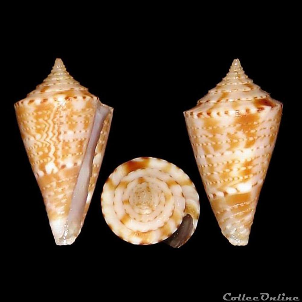 coquillages fossiles gastropoda conasprella aphrodite petuch 1979