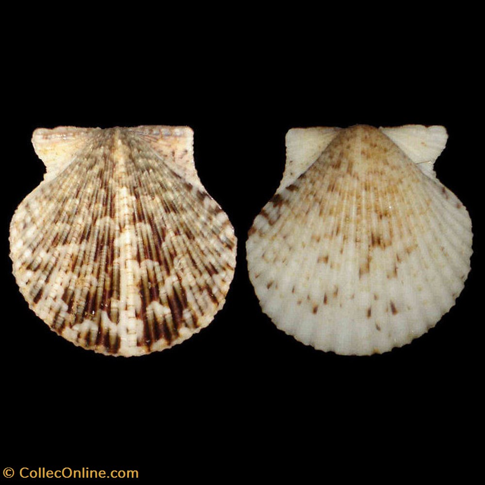 Pectinidae - Argopecten gibbus (Linnés, 1758) coquillages fossiles bivalvia pectinidae argopecten gibbus linnes 1758