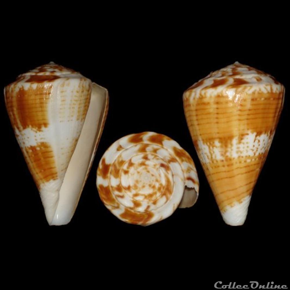 Plicaustraconus trigonus (Reeve, 1848) coquillages fossiles gastropoda plicaustraconus trigonus reeve 1848