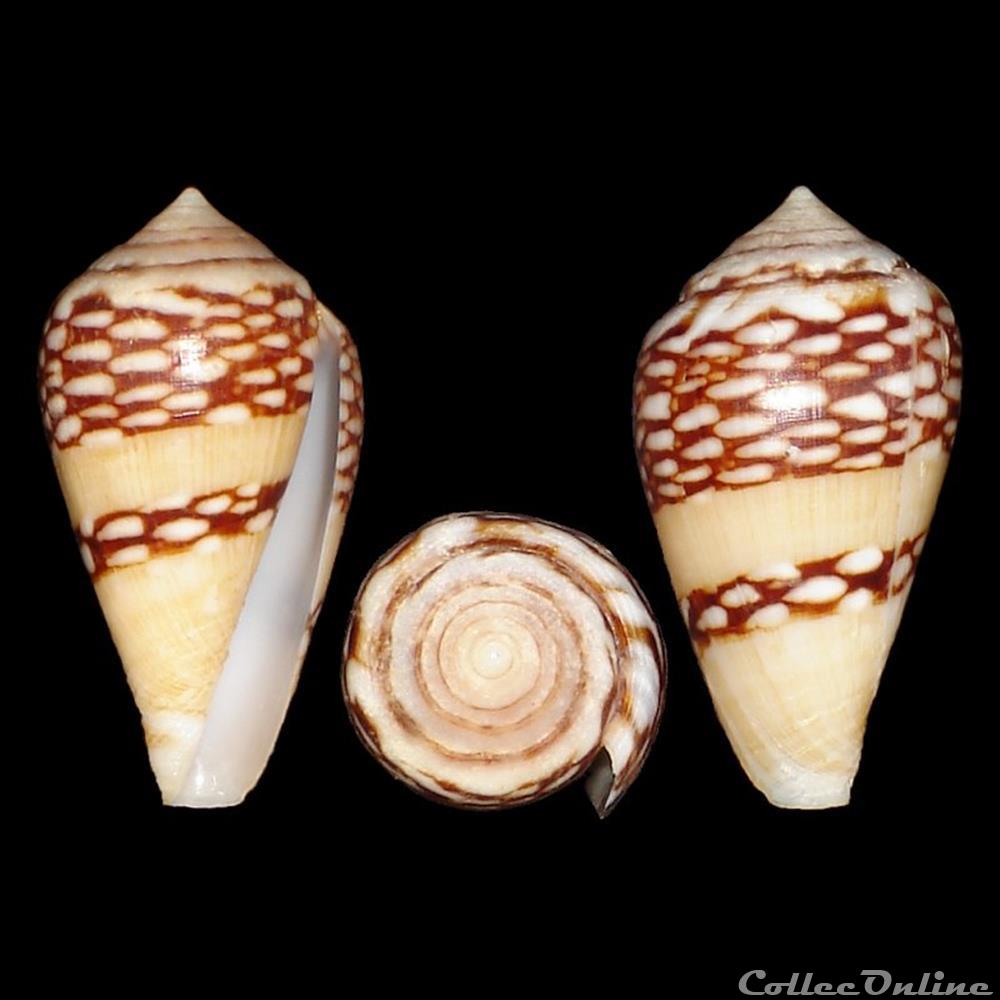 Lautoconus (Lautoconus) mercator (Linné, 1758) coquillages fossiles gastropoda lautoconus lautoconus mercator linne 1758