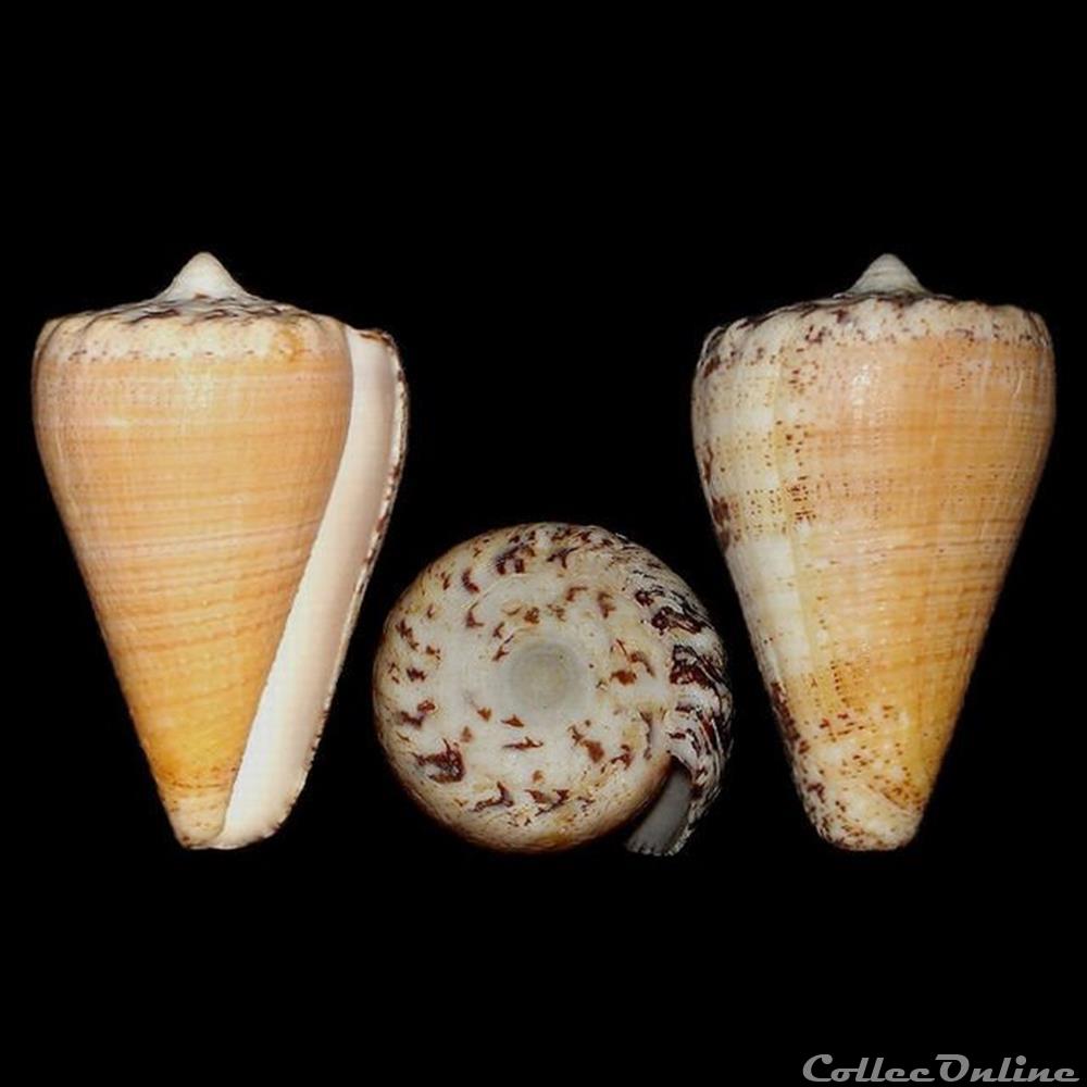 Conidae - Stephanoconus regius f. citrinus (Gmelin, 1791) coquillages fossiles gastropoda conidae stephanoconus regius f citrinus gmelin 1791