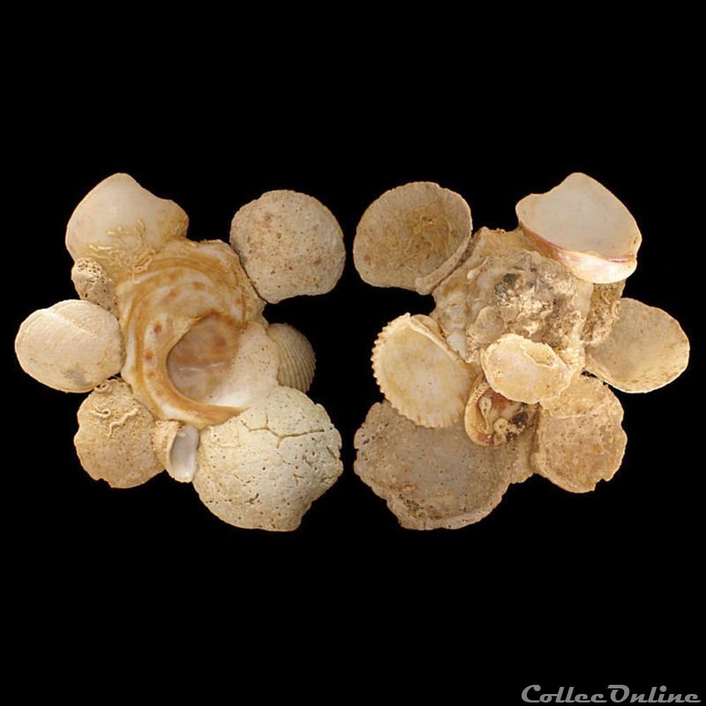 coquillages fossiles gastropoda xenophoridae xenophora conchyliophora born 1780