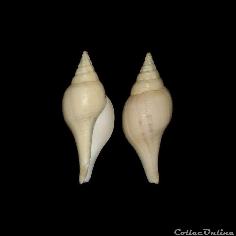 coquillages fossiles gastropoda turbinellidae turbinella laevigata anton 1838