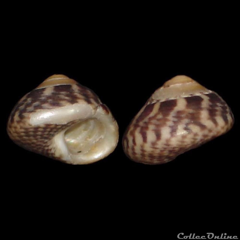 Trochidae - Steromphala umbilicalis (da Costa, 1778) coquillage fossile gastropodum trochidae steromphala umbilicalis da costa 1778