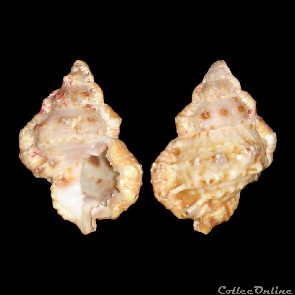 Bursidae - Bursa rhodostoma thomae (d'Orbigny, 1847) coquillages fossiles gastropoda bursidae bursa rhodostoma thomae d orbigny 1847