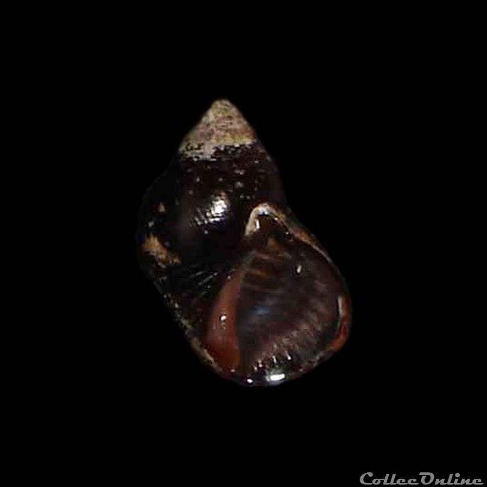 coquillages fossiles gastropoda planaxidae supplanaxis nucleus bruguiere 1789