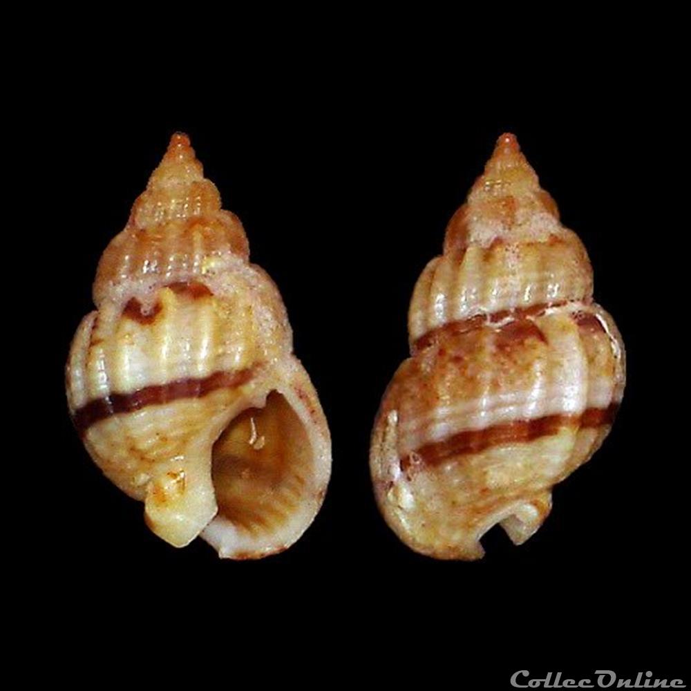 Nassariidae - Tritia miga (Bruguière, 1789) - Coquillages & Fossiles