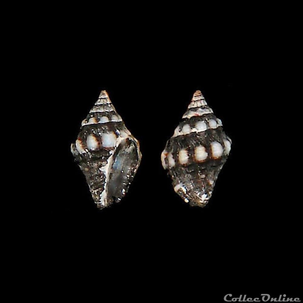 Pisaniidae - Engina turbinella (Kienner, 1845) coquillages fossiles gastropoda pisaniidae engina turbinella kienner 1845