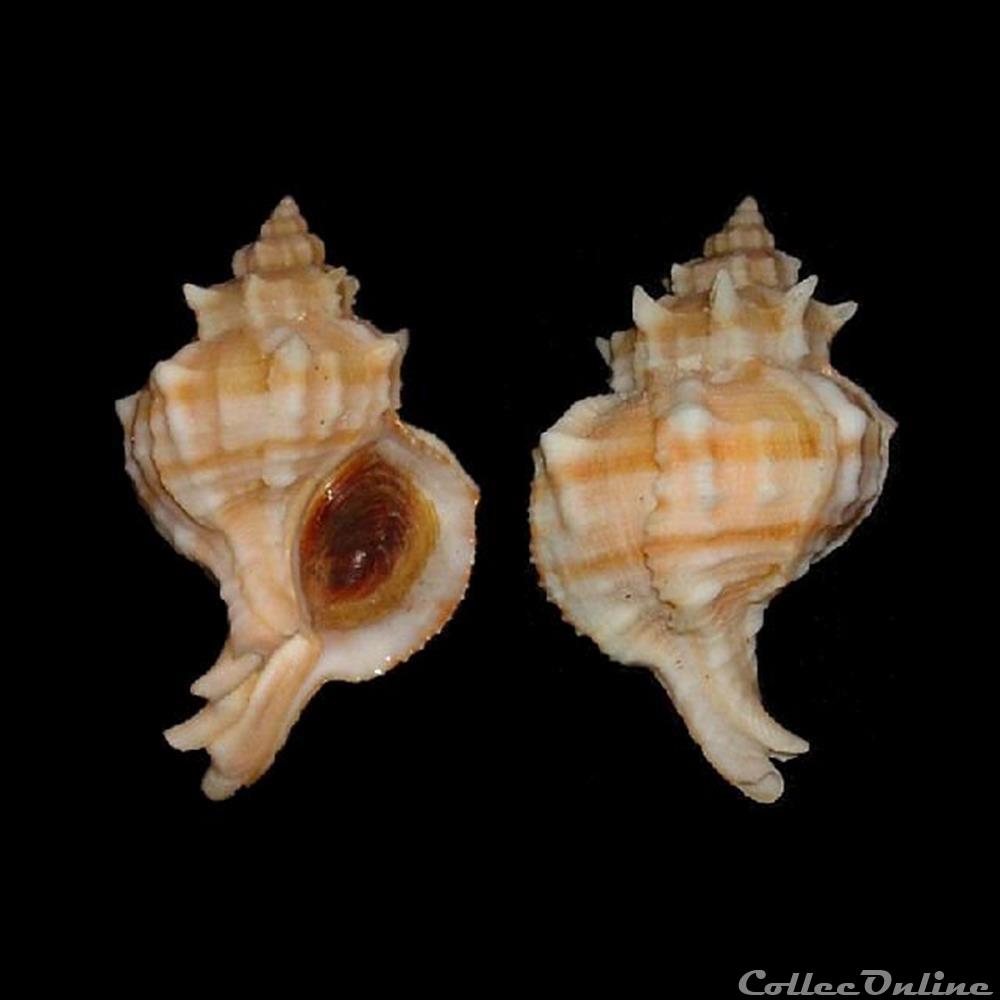 Muricidae - Hexaplex trunculus (Linné, 1758) - Coquillages & Fossiles